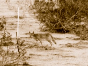 Cayote Prowling