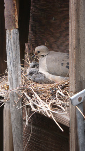 Springtime at Syncona